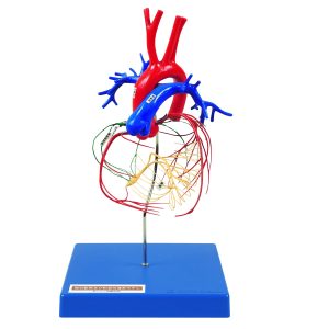 Coronary Artery and Conducting System of the Heart
