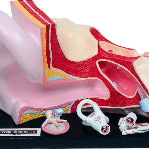 Ear Anatomy