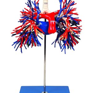 Bronchus and Pulmonary Vessels Model