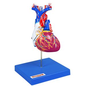 Heart Anatomy