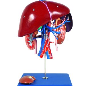 Liver, Spleen and Kidney Model