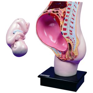 Pregnant Uterus Model