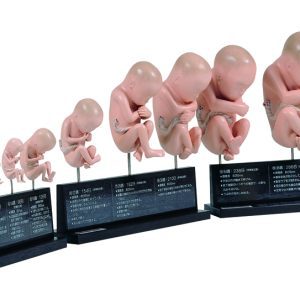 Fetal Development Model Set