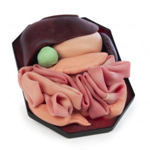 Tray of Organs